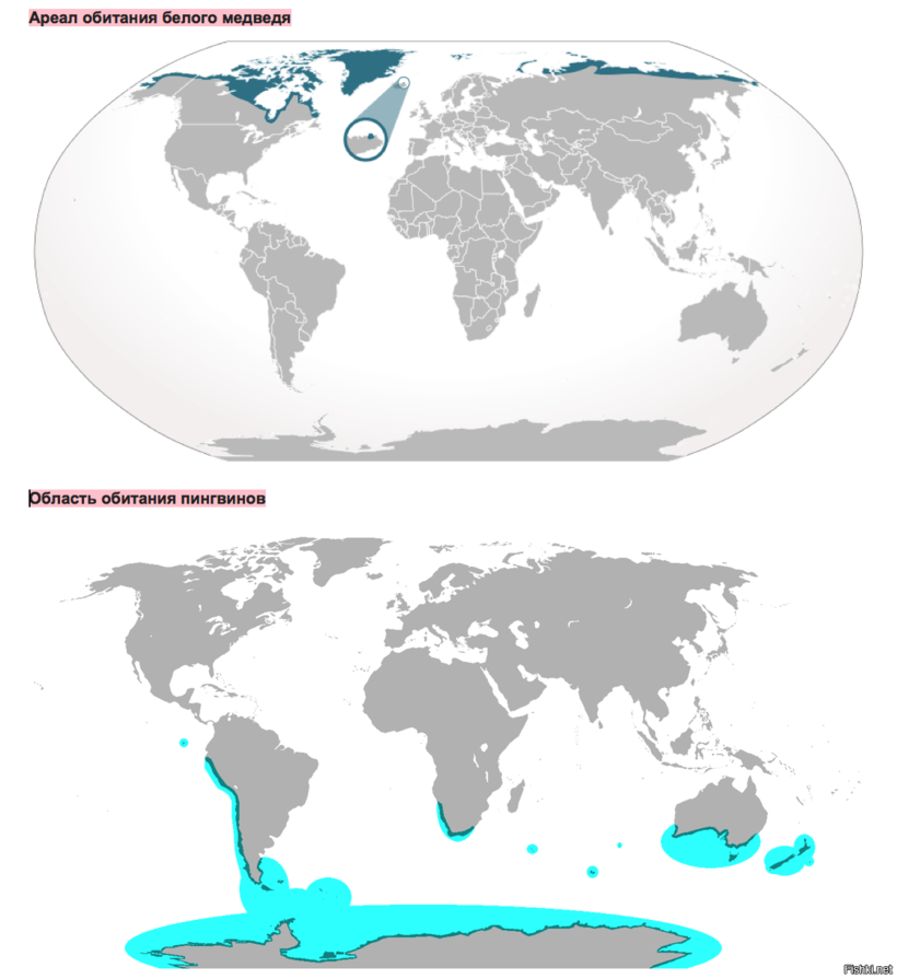 Почему белые медведи не едят пингвинов