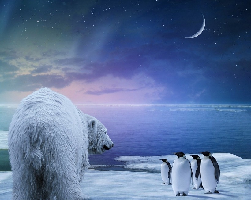 Почему белые медведи не едят пингвинов