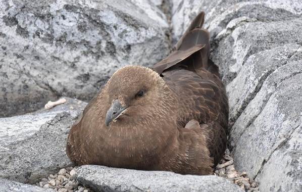 Поморник-птица-Описание-особенности-виды-образ-жизни-и-среда-обитания-поморника-17