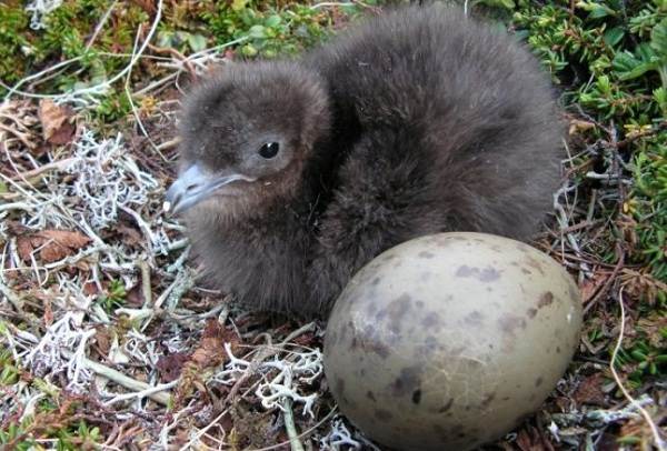 Поморник-птица-Описание-особенности-виды-образ-жизни-и-среда-обитания-поморника-18