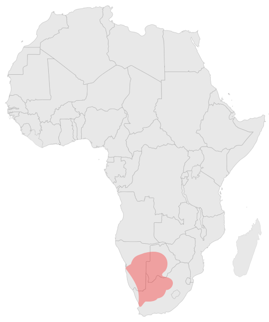 Ареал обитания черноногой кошки