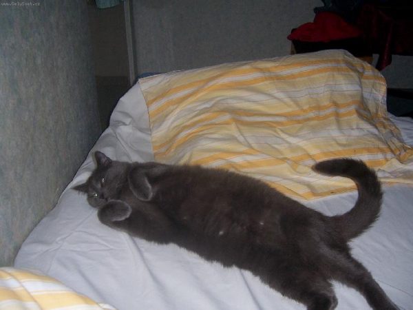 Шартрез на постели