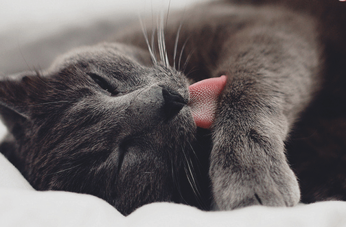 Шартрез вылизывается