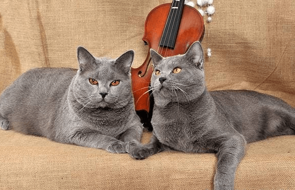 Пара шартрезов