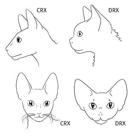 Различия в форме головы у корниш-рексов и девон-рексов