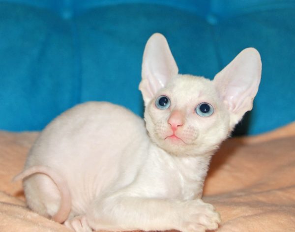 Белый котенок корниш-рекс