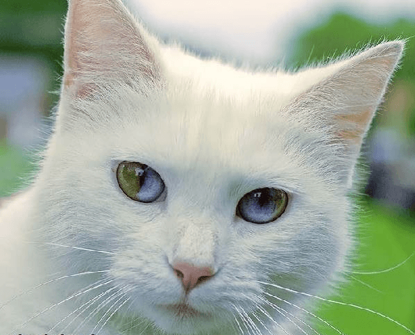 Кхао мания кот