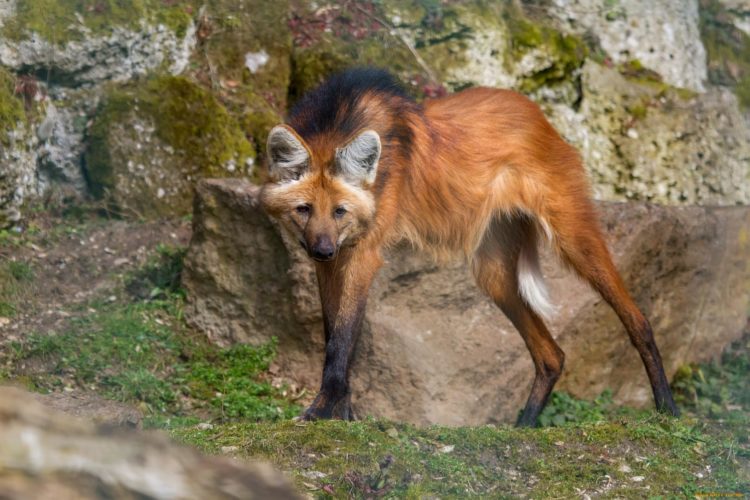 Гривистый волк – фото, описание, ареал, рацион, враги, популяция