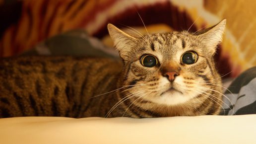 Настороженная кельтская кошка