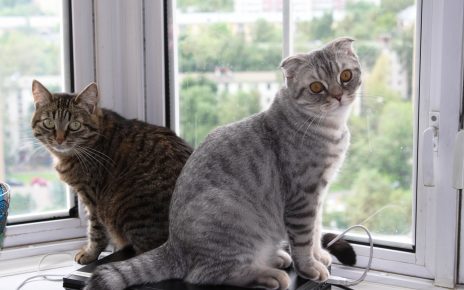 Европейская короткошёрстная кошка и серый кот