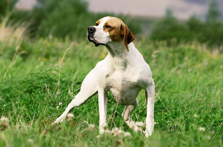 пойнтер фото