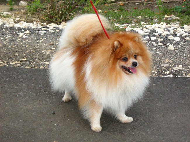 Пушистая собака