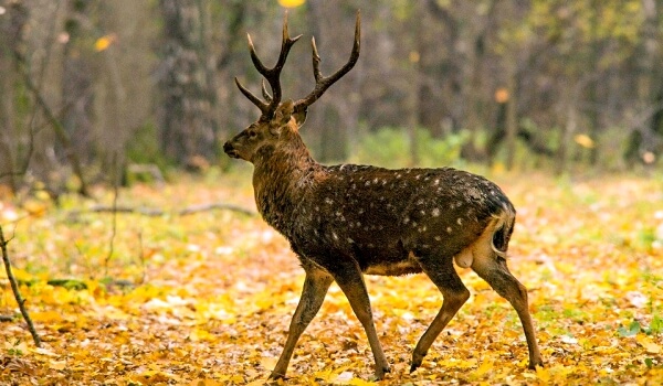 Фото: Пятнистый олень