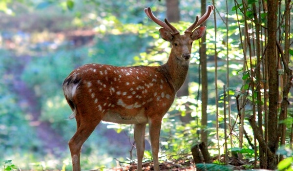 Фото: Пятнистый олень в России