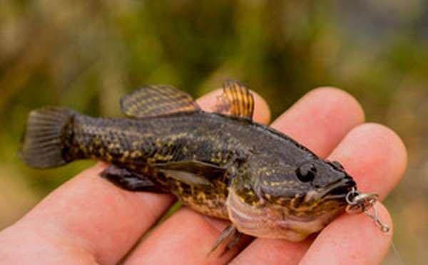 уха для рыбака