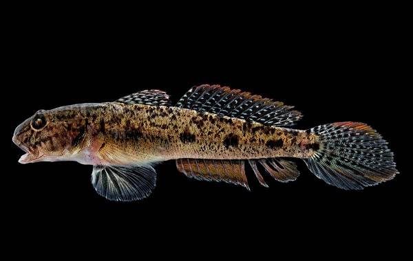 Каракатица-Описание-особенности-виды-и-среда обитания-каракатица-2