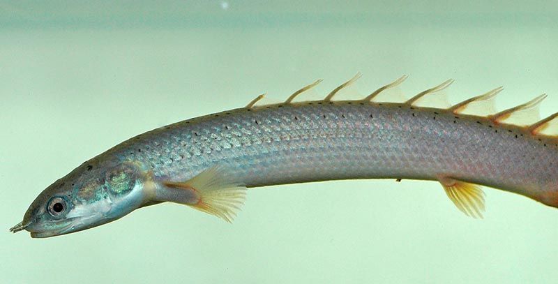 Плавник на спине Полиптерусы сенегальские