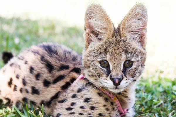 Сервал-животные-описание-особенности-виды-образ жизни-и-среда обитания-сервал-14