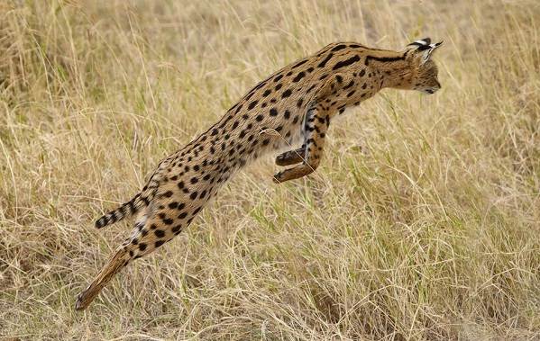 Сервал-животные-Описание-особенности-виды-образ жизни-и-среда обитания-сервал-18