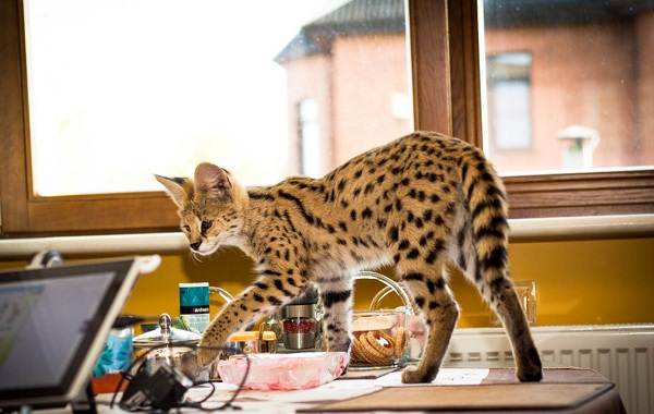 Сервал-животные-Описание-особенности-виды-образ жизни-и-среда обитания-Сервал-20