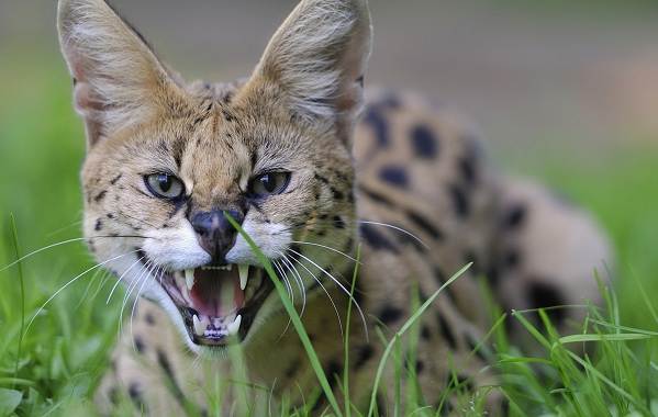 Сервал-животное-описание-особенности-виды-образ жизни-и-среда обитания-сервал-3