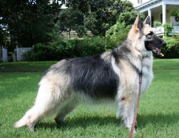 Utseendet til den amerikanske Shiloh