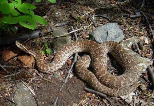 Животные Байкала: краткое описание