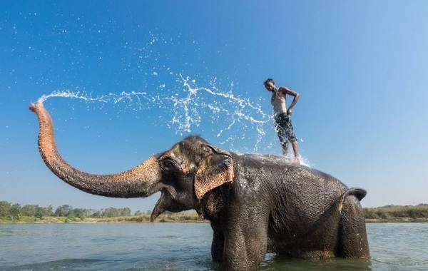 Слон-животное-Описание-особенности-вида-образа жизни и среды обитания-слона-17