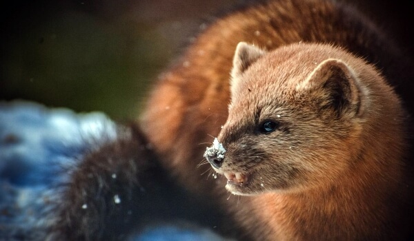 Фото: Диресобель