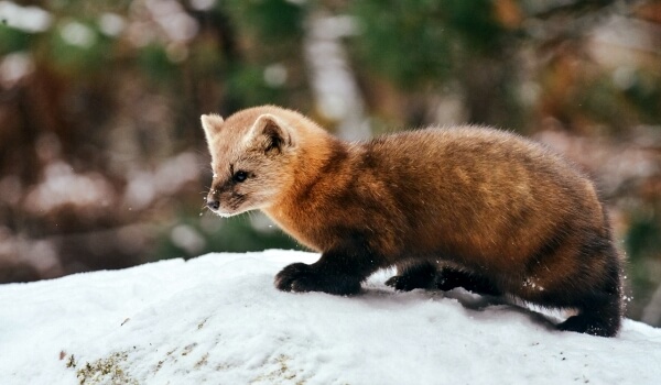 Фото: Диресобель