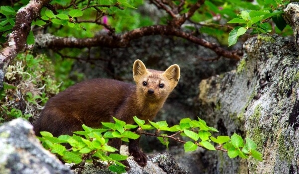 Фото: Соболь