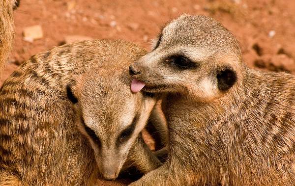 Сурикат-животное-описание-особенности-виды-образ жизни-и-среда обитания-сурикат-1