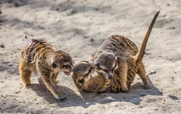 Сурикат-животные-описание-особенности-виды-образ жизни-и-среда обитания-сурикат-10