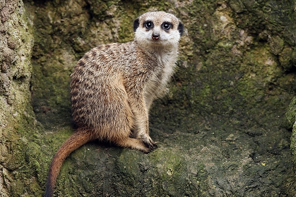 Сурикат-животное-описание-особенности-виды-образ жизни-и-среда обитания-сурикат-13