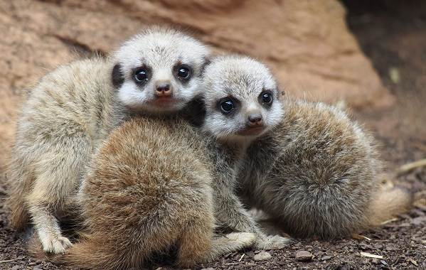 Сурикат-животное-описание-особенности-виды-образ жизни-и-среда обитания-сурикат-6