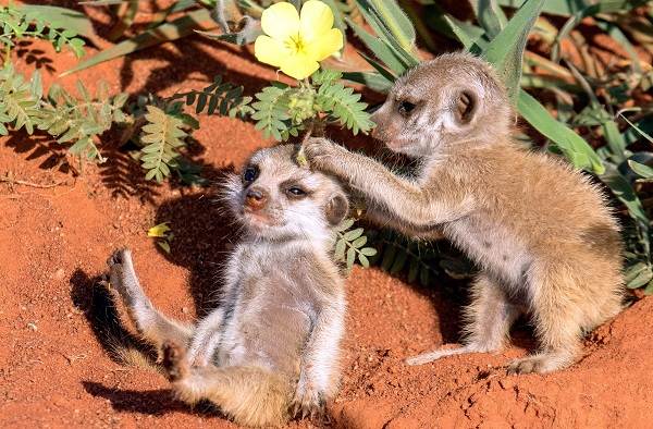 Сурикат-животное-описание-особенности-виды-образ жизни-и-среда обитания-сурикат-8