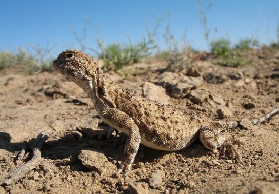 Животные и растения Алтайского края, занесенные в Красную книгу
