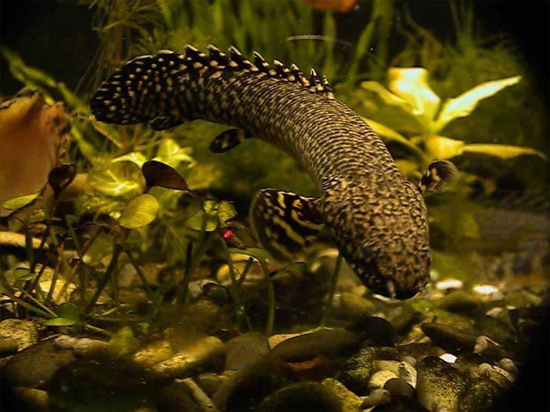 Тигровый дракончик в воде Тигровые полиптерусы