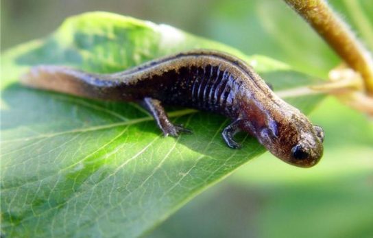 Животные и растения Алтайского края, занесенные в Красную книгу