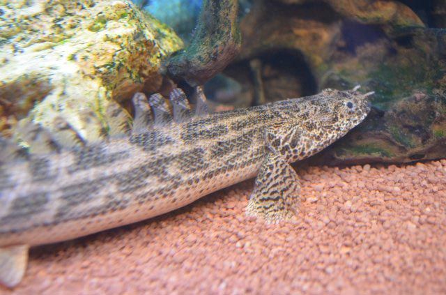 Исполинский многопер Полиптерусы Уиксии