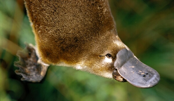 Фото: Ехидна Утконос