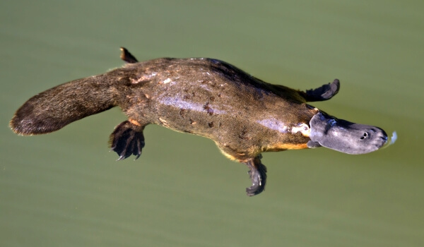 Фото: Утконос