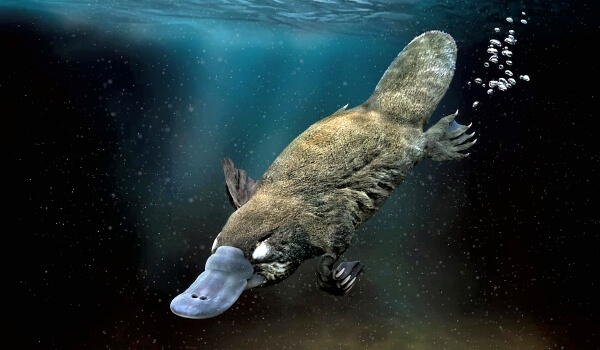 Фото: Утконос в воде