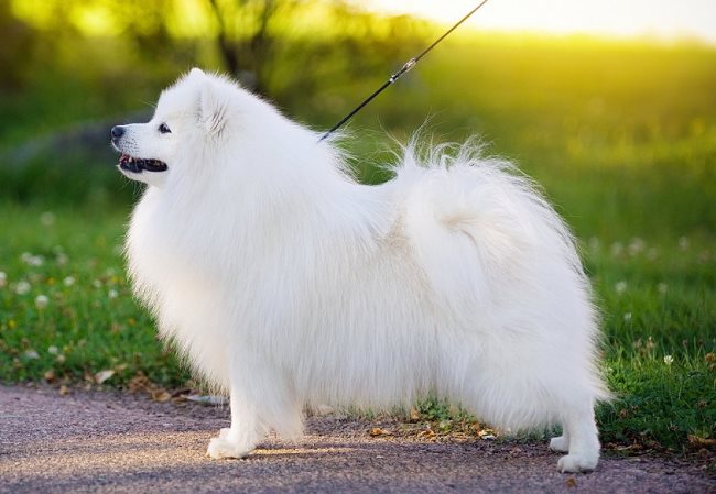 Полная высота