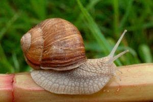 виноградная улитка