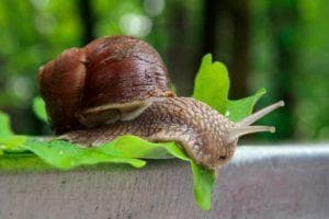 виноградная улитка