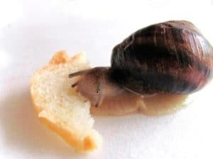 виноградная улитка