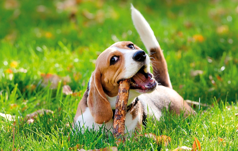 Особенности содержания и воспитания бигля.