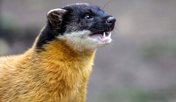 Фото: Харза