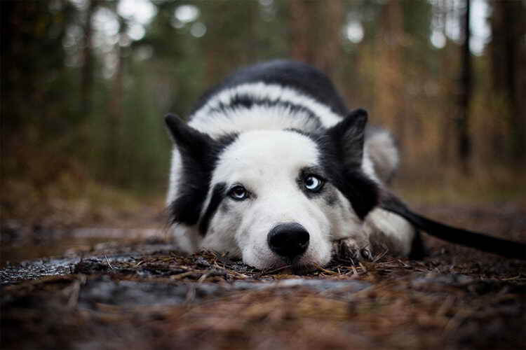 якутская охотничья лайка